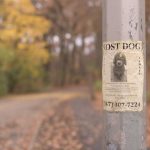 lostdog-michael-jin-kQQFDmqQ2qE-unsplash